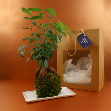 Kokedama avec ficus présenté aux côtés de son sac cadeau en kraft avec étiquette personnalisée.